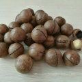 Hot Sale Big Size Macadamia Nut